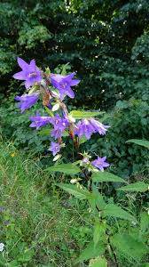 Attēlu rezultāti vaicājumam “Campanula trachelium flower”