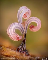 Attēlu rezultāti vaicājumam “Stemonitis fusca spores”