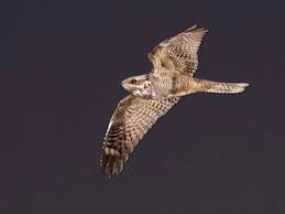 Attēlu rezultāti vaicājumam “Caprimulgus europaeus”