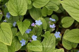 Attēlu rezultāti vaicājumam “Omphalodes verna leaf”