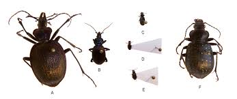 Attēlu rezultāti vaicājumam “Bembidion sp.”