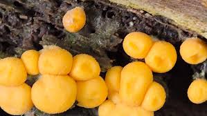 Attēlu rezultāti vaicājumam “Lycogala exiguum aggr. sessile”