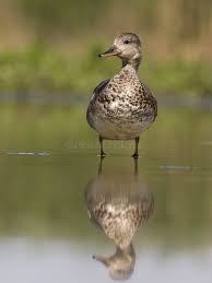 Attēlu rezultāti vaicājumam “Anas strepera female”
