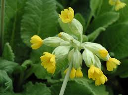 Image result for Schlüsselblumen