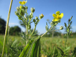 Attēlu rezultāti vaicājumam “Potentilla argentea bud”