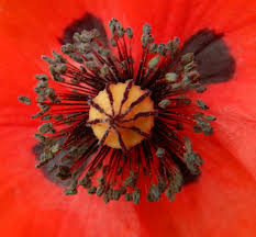 Attēlu rezultāti vaicājumam “Papaver rhoeas”