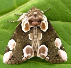 Attēlu rezultāti vaicājumam “Thyatira batis”