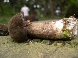 Attēlu rezultāti vaicājumam “Porphyrellus porphyrosporus”