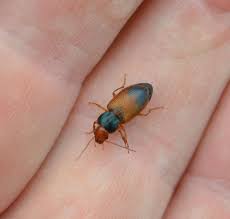 Attēlu rezultāti vaicājumam “Diachromus germanus”