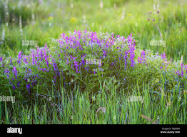 Attēlu rezultāti vaicājumam “Vicia tenuifolia flower”