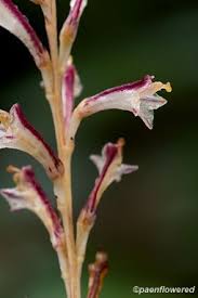 Attēlu rezultāti vaicājumam “Orobanchaceae”