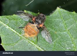 Attēlu rezultāti vaicājumam “Entomophthora”