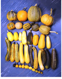 Attēlu rezultāti vaicājumam “Cucurbita pepo”