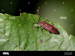 Attēlu rezultāti vaicājumam “Pantilius tunicatus”