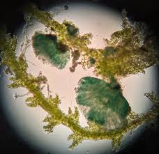 Attēlu rezultāti vaicājumam “Jungermannia sphaerocarpa sporophyte”