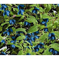 Attēlu rezultāti vaicājumam “Lonicera caerulea var. pallasii fruit”