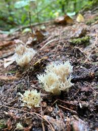 Attēlu rezultāti vaicājumam “Clavulina coralloides”