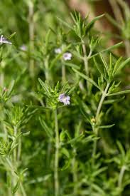 Image result for Satureja hortensis