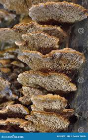 Attēlu rezultāti vaicājumam “Gloeophyllum trabeum”