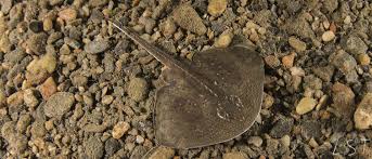 Image result for Raja radula