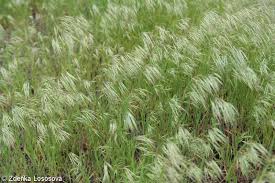 Attēlu rezultāti vaicājumam “Anisantha tectorum fruit”