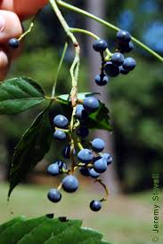 Attēlu rezultāti vaicājumam “Parthenocissus quinquefolia fruit”