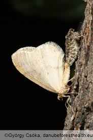 Attēlu rezultāti vaicājumam “Operophtera”