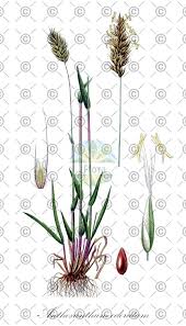 Attēlu rezultāti vaicājumam “Anthoxanthum odoratum fruit”