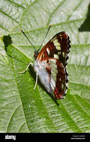 Attēlu rezultāti vaicājumam “Limenitis camilla underside”