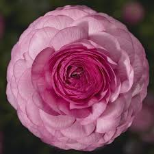 Attēlu rezultāti vaicājumam “Ranunculus mendax”