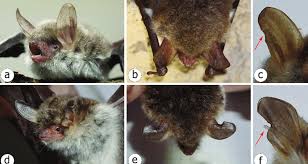 Attēlu rezultāti vaicājumam “Myotis nattereri”