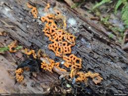 Attēlu rezultāti vaicājumam “Hemitrichia sordivesiculosa”