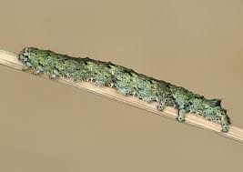 Attēlu rezultāti vaicājumam “Laspeyria flexula”