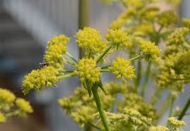 Attēlu rezultāti vaicājumam “Levisticum officinale flower”