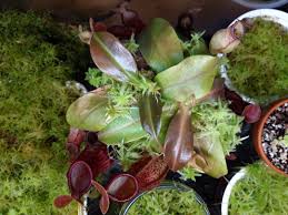 Attēlu rezultāti vaicājumam “Sphagnum palustre”