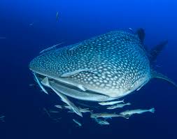 Image result for Rhincodon typus