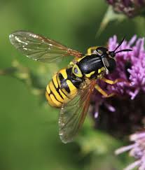 Attēlu rezultāti vaicājumam “Chrysotoxum sp.”