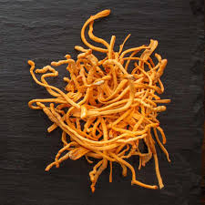 Attēlu rezultāti vaicājumam “Cordyceps”