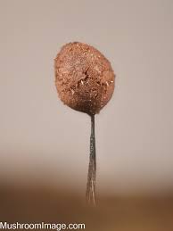 Attēlu rezultāti vaicājumam “Comatricha ellae macro”