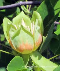 Attēlu rezultāti vaicājumam “Liriodendron tulipifera”