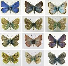 Attēlu rezultāti vaicājumam “Agrodiaetus amandus female”