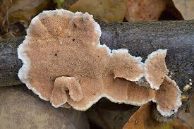 Attēlu rezultāti vaicājumam “Diderma ochraceum spores”