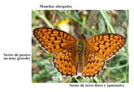 Attēlu rezultāti vaicājumam “Argynnis niobe”