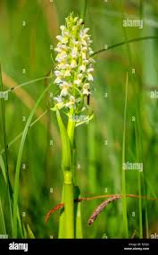 Attēlu rezultāti vaicājumam “Dactylorhiza ochroleuca leaf”