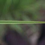 Attēlu rezultāti vaicājumam “Poa palustris leaf”