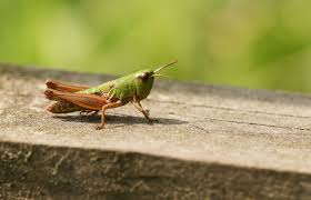 Attēlu rezultāti vaicājumam “Orthoptera”