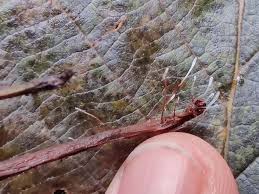 Attēlu rezultāti vaicājumam “Typhula setipes”