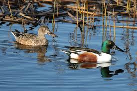 Attēlu rezultāti vaicājumam “Anas clypeata male”