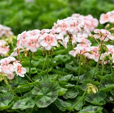 Attēlu rezultāti vaicājumam “Geranium pusillum flower”