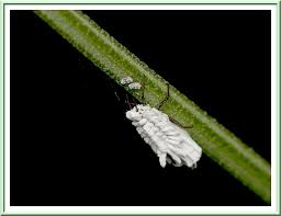 Attēlu rezultāti vaicājumam “Orthezia urticae”